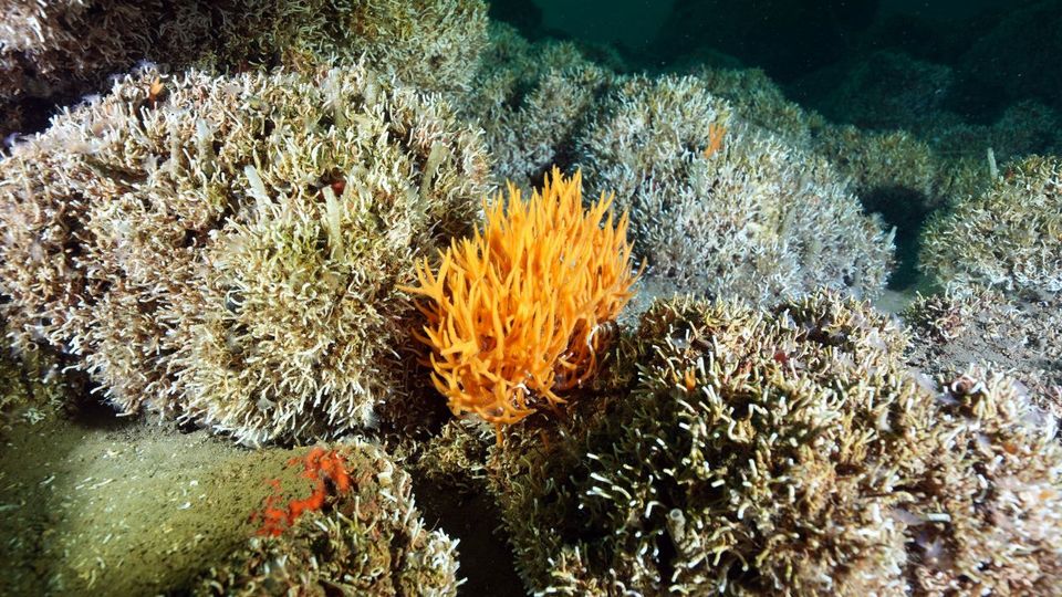Countries agree on historic oceans treaty to protect the high seas